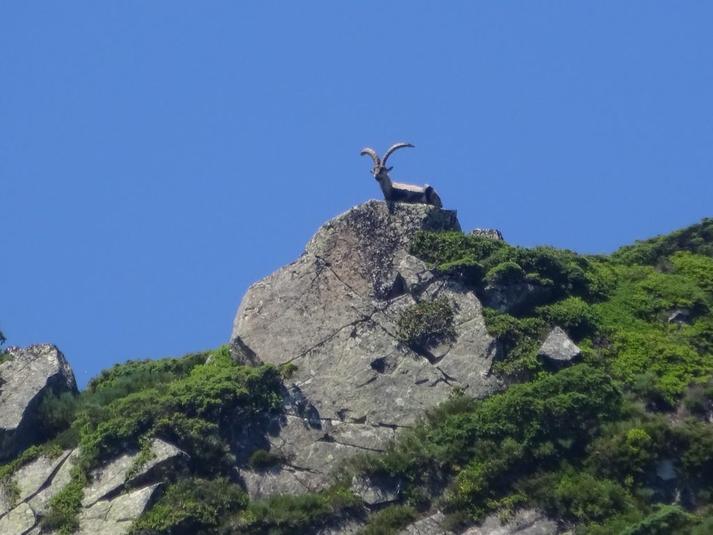 Ibex on the ridge